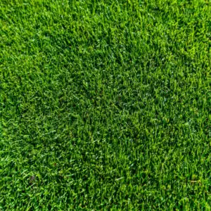 TifTuf Hybrid Bermuda
