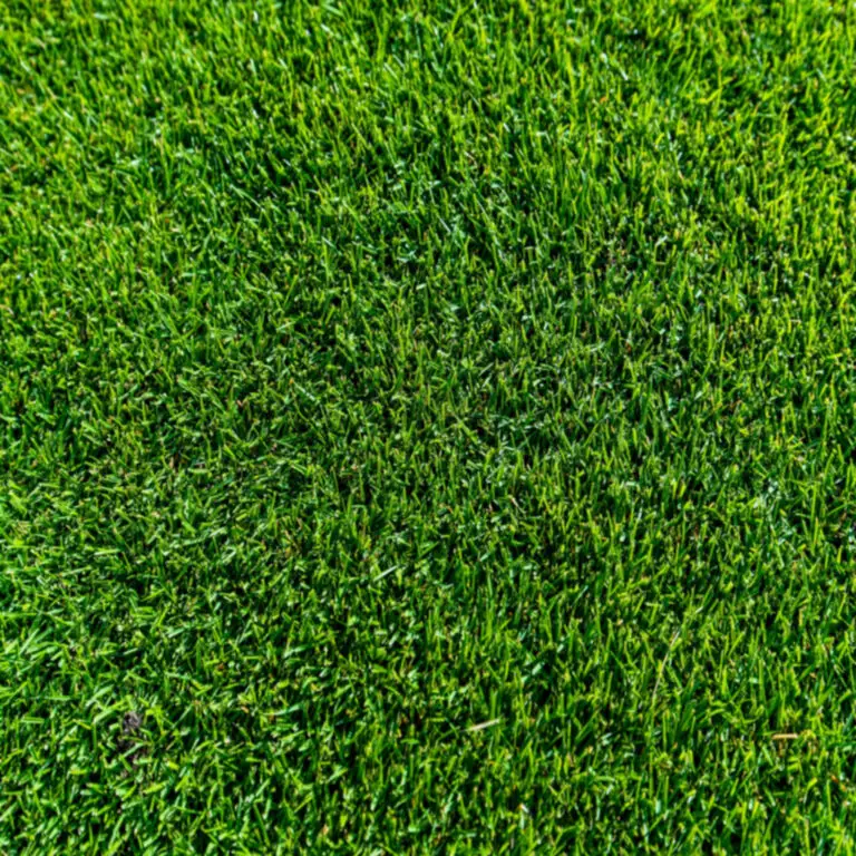 TifTuf-Turf-1024x1024