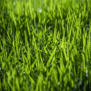 Zoysia Australis