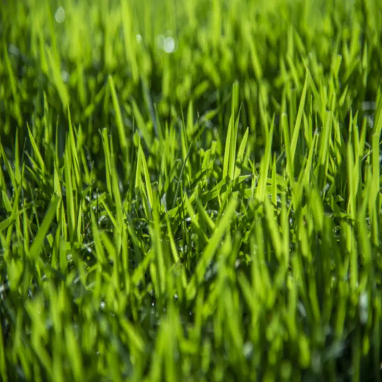 Zoysia-Australis-1024x1024-closeup