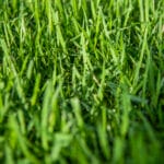 closeup_01