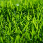 closeup_02